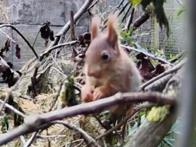cropped-Red-Squirrel-Kits-Born-at-Longleat-UK-Population-Down-92-5.jpg