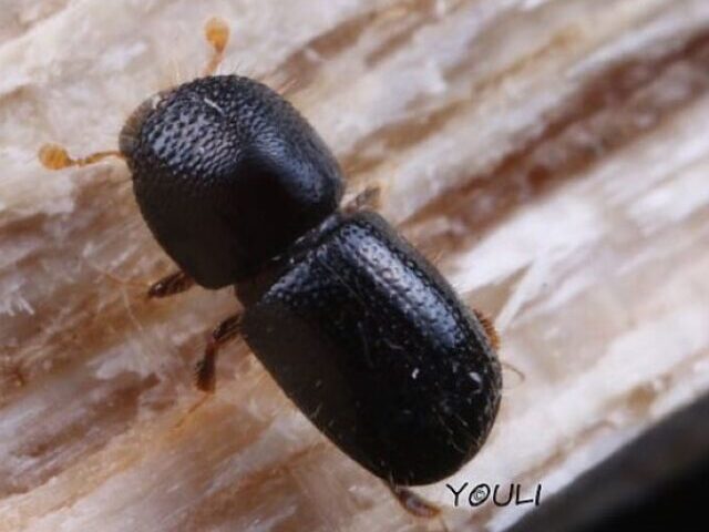 cropped-Sesame-Sized-Beetle-Defeats-Australias-Tree-Protection-Efforts-9.jpg