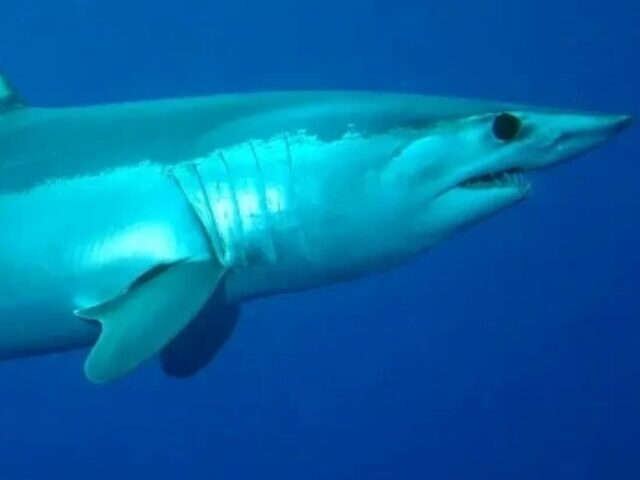 cropped-Spanish-Vessel-Kills-3-Endangered-Sharks-in-30-Minutes-Greenpeace-2.jpg