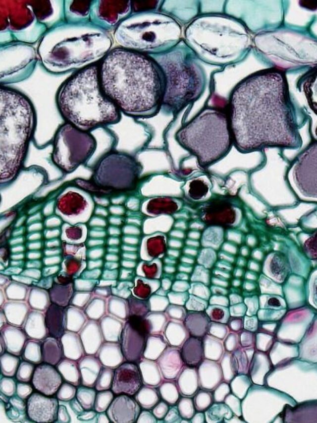 Molecule Discovery Reverses Muscle Aging with 15% Strength Gain