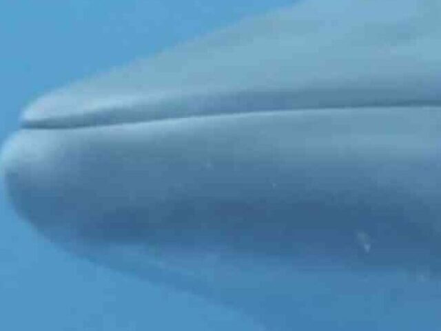 Side view of a Mink Whale swimming under ocean.