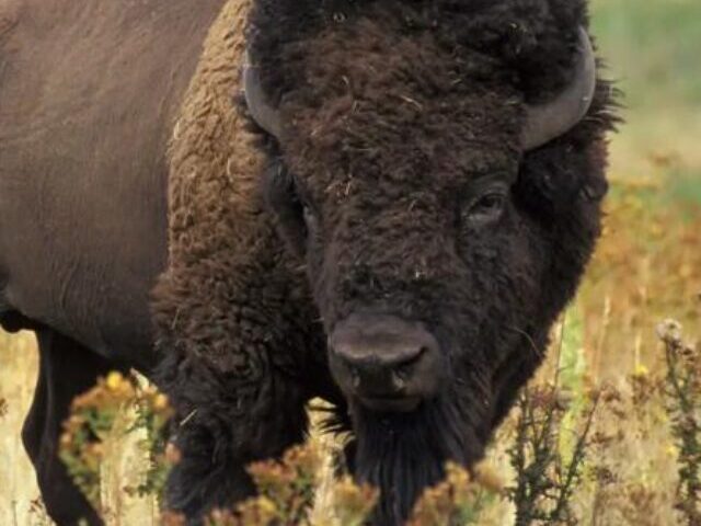 cropped-Too-Close-for-Comfort-NJ-Man-Gored-by-Bison-at-Yellowstone-9.jpg