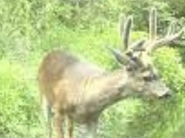 Representative Image: Black Tailed Deer Photo Source: Wikimedia Common