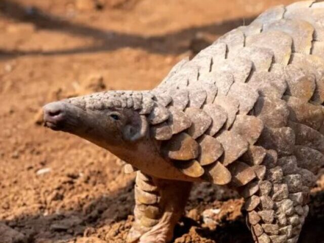 cropped-US-to-List-7-Pangolin-Species-as-Endangered-After-8.5-Million-Poached-in-Just-7-Years-2.jpg