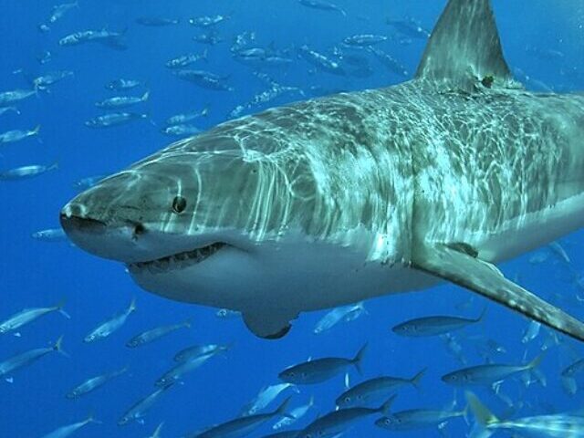 A male [[Great white shark]] off [[Isla Guadalupe]], [[Mexico]]. Along with many [[Mackerel scad|Mackarel scads]] seen in the background. Photo Source- Terry Goss (CC BY-SA 3.0)