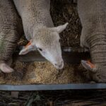 Representative Image. Vectors Photo Source: Rawpixel / USDA (CC0 1.0)