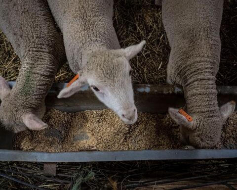 Representative Image. Vectors Photo Source: Rawpixel / USDA (CC0 1.0)