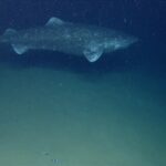 A Greenland Shark. Photo Source: NOAA Photo Library (Flickr)