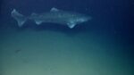 A Greenland Shark. Photo Source: NOAA Photo Library (Flickr)