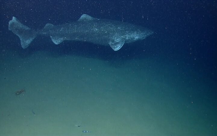 A Greenland Shark. Photo Source: NOAA Photo Library (Flickr)