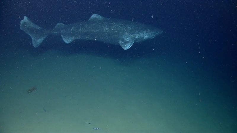 A Greenland Shark. Photo Source: NOAA Photo Library (Flickr)