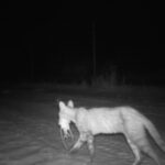 A feral cat with two hopping mice caught on CCTV in Arid Zone Reserve, South Australia Photo Source: UNSW Sydney/Katherine Moseby