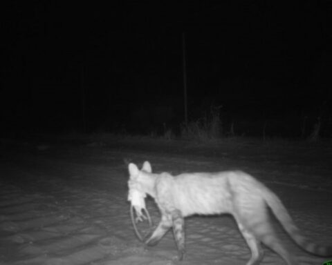 A feral cat with two hopping mice caught on CCTV in Arid Zone Reserve, South Australia Photo Source: UNSW Sydney/Katherine Moseby
