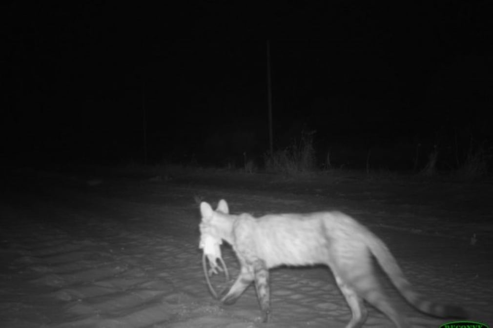 A feral cat with two hopping mice caught on CCTV in Arid Zone Reserve, South Australia Photo Source: UNSW Sydney/Katherine Moseby
