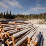 Logs in a plantation in Canada (CC BY-NC-SA 2.0)