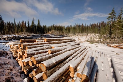 Logs in a plantation in Canada (CC BY-NC-SA 2.0)