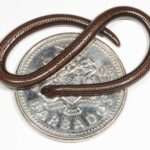 Barbados threadsnake (2)