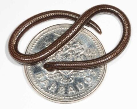 Barbados threadsnake (2)