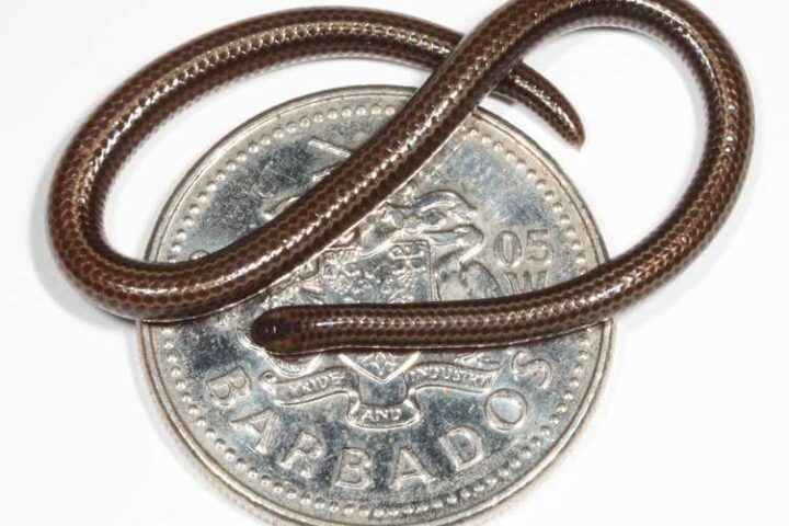 Barbados threadsnake (2)