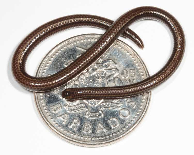 Barbados threadsnake (2)