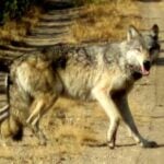 Gray wolf (Canis lupis) Photo Source: U.S. Fish and Wildlife Service Headquarters (CC BY 2.0)