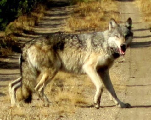 Gray wolf (Canis lupis) Photo Source: U.S. Fish and Wildlife Service Headquarters (CC BY 2.0)