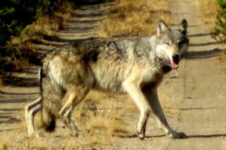 Gray wolf (Canis lupis) Photo Source: U.S. Fish and Wildlife Service Headquarters (CC BY 2.0)