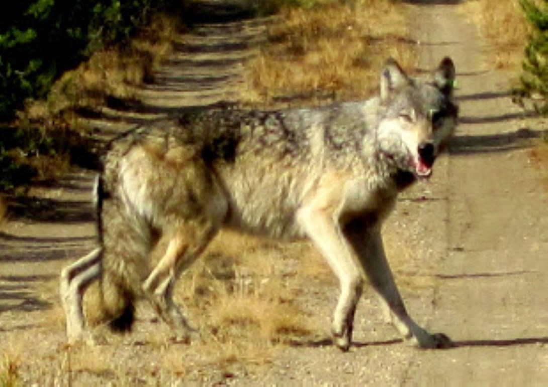 Gray wolf (Canis lupis) Photo Source: U.S. Fish and Wildlife Service Headquarters (CC BY 2.0)
