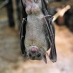 Grey Fruit Bat