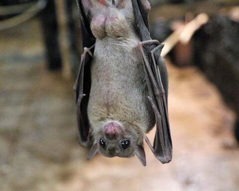 Grey Fruit Bat