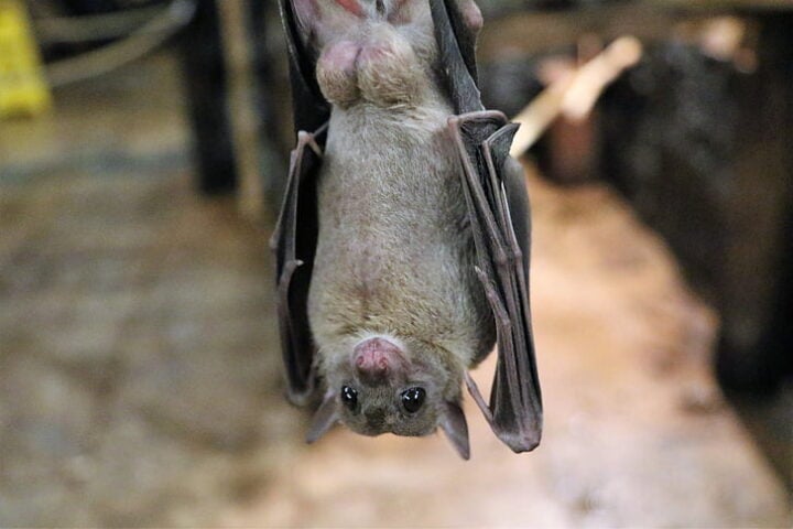 Grey Fruit Bat