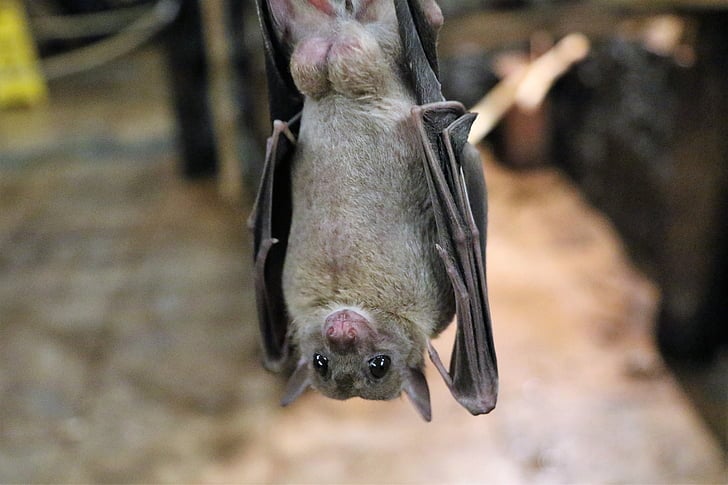 Grey Fruit Bat