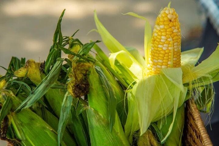 Corn