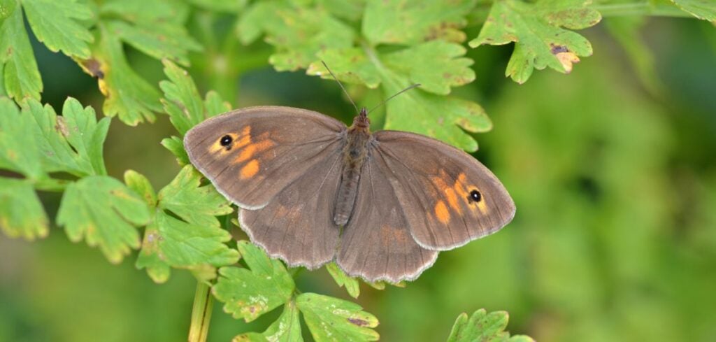A brown butterfly with orange eyespots.