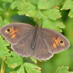 A brown butterfly with orange eyespots.
