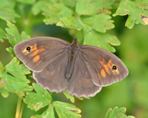 A brown butterfly with orange eyespots.