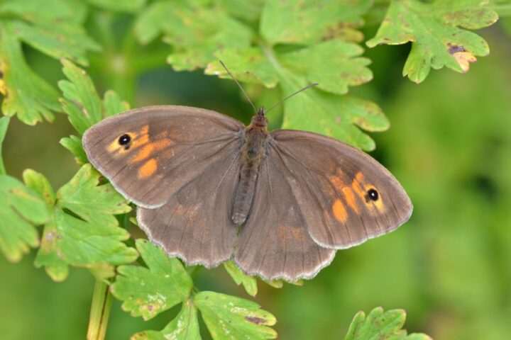 A brown butterfly with orange eyespots.