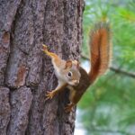 American Red Squirrel