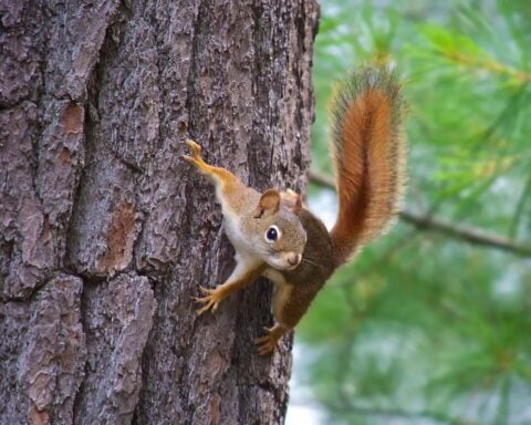 American Red Squirrel