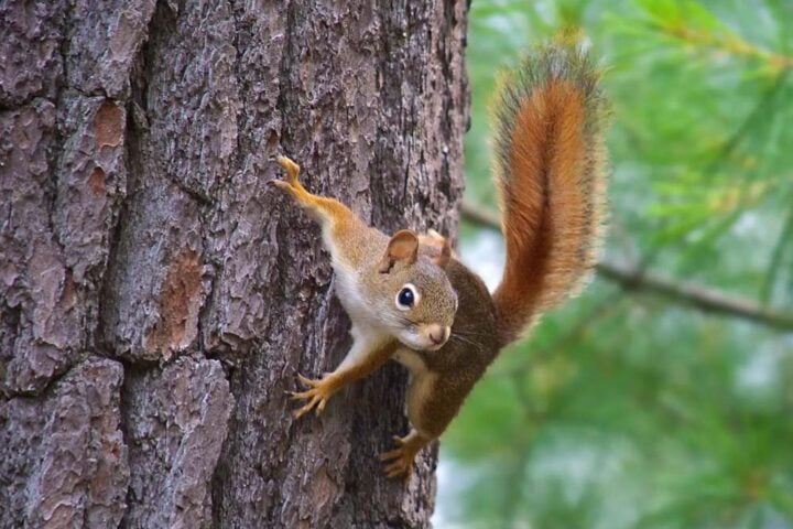 American Red Squirrel