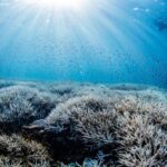 Coral bleaching on the Southern Great Barrier Reef © theundertow.ocean & @diversforclimate