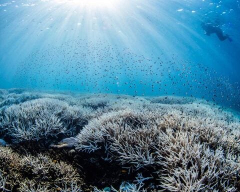 Coral bleaching on the Southern Great Barrier Reef © theundertow.ocean & @diversforclimate