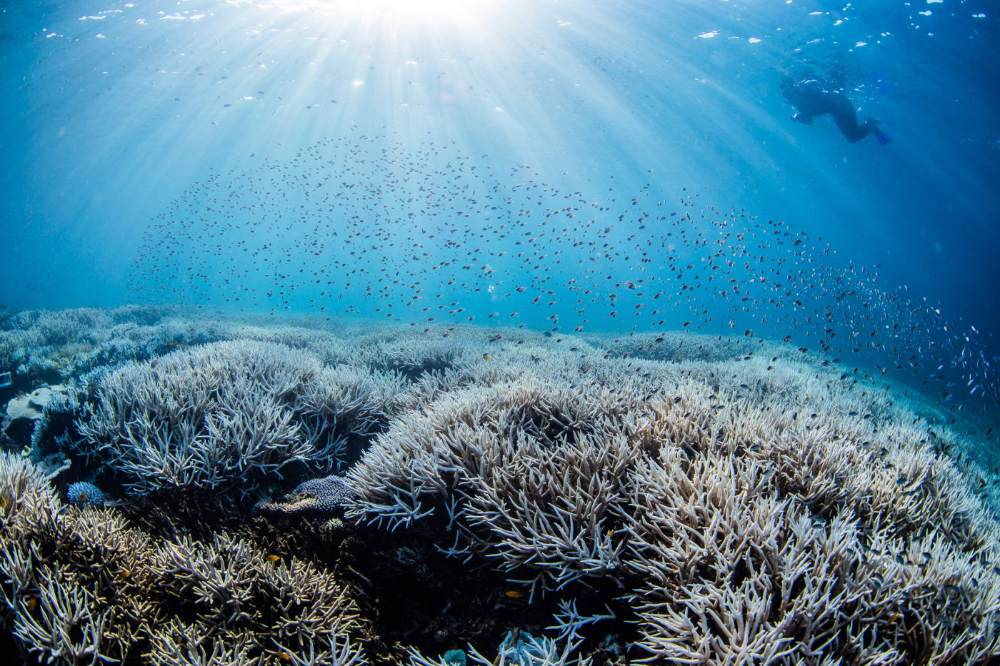 Coral bleaching on the Southern Great Barrier Reef © theundertow.ocean & @diversforclimate