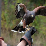 Hawk on hand