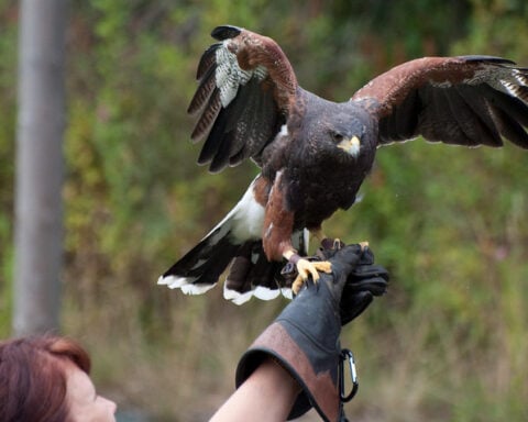 Hawk on hand