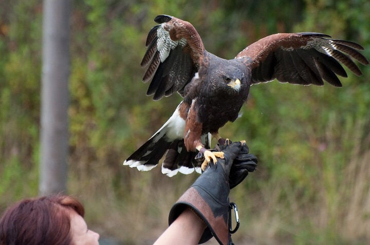 Hawk on hand