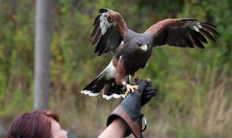 Hawk on hand