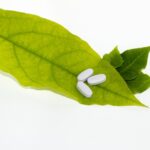 Representative Image. Pills. Photo Source: Pxhere
