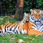 A Bengal tigress lies on grass with her cub nestled against her side beneath a canopy of trees.