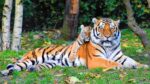 A Bengal tigress lies on grass with her cub nestled against her side beneath a canopy of trees.